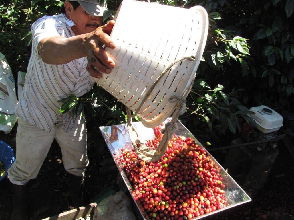 Ein Kaffeefarmer leert seinen Korb mit Kaffeekirschen aus