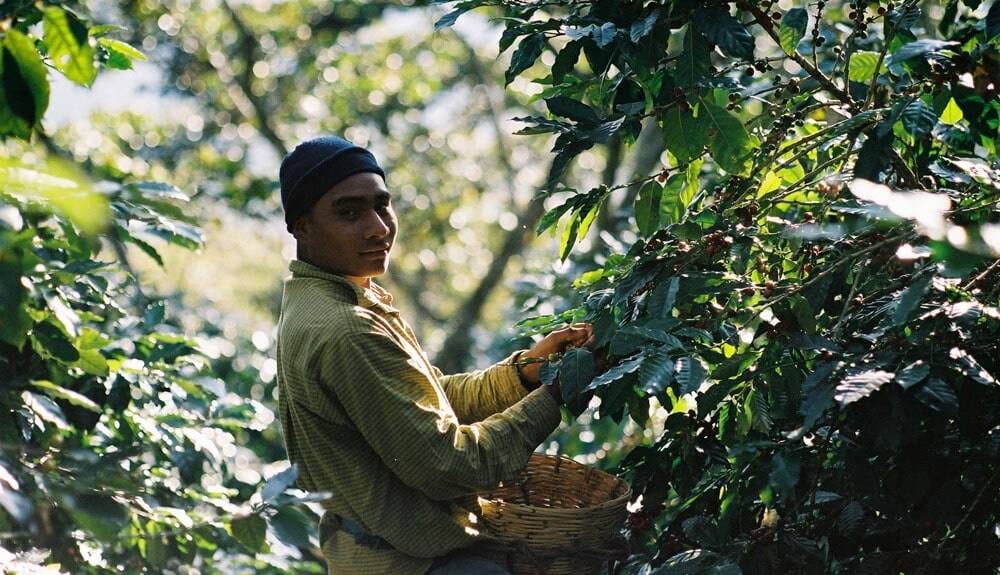 Kaffeebauer erntet Kaffeebohnen