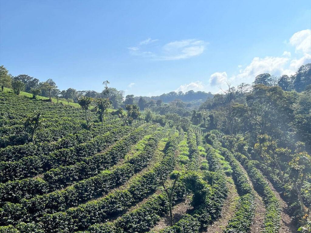 Die Aussicht auf einen Hügel mit Kaffeepflanzen