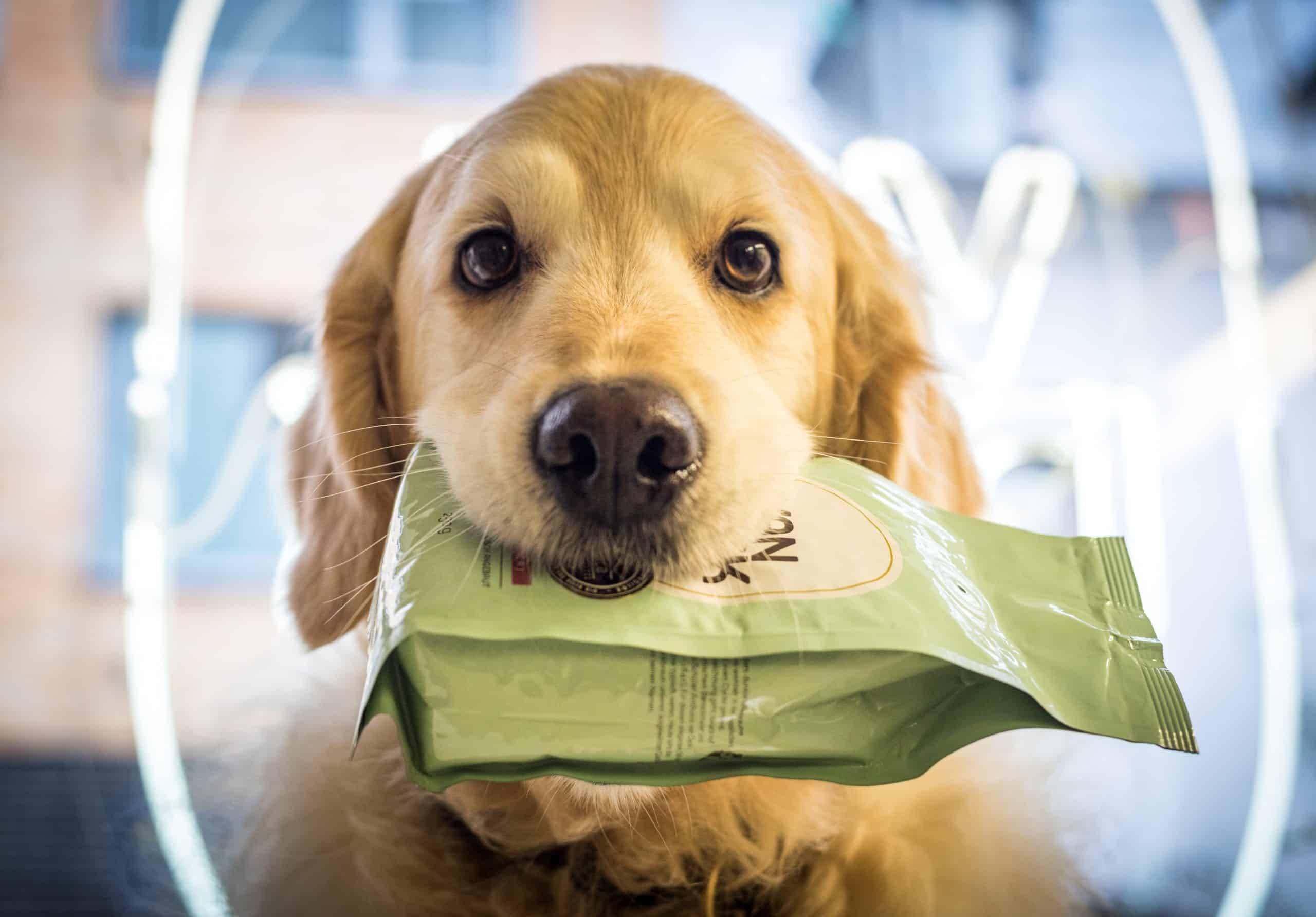 Spaßfoto: Hund mit Kaffeebeutel im Maul