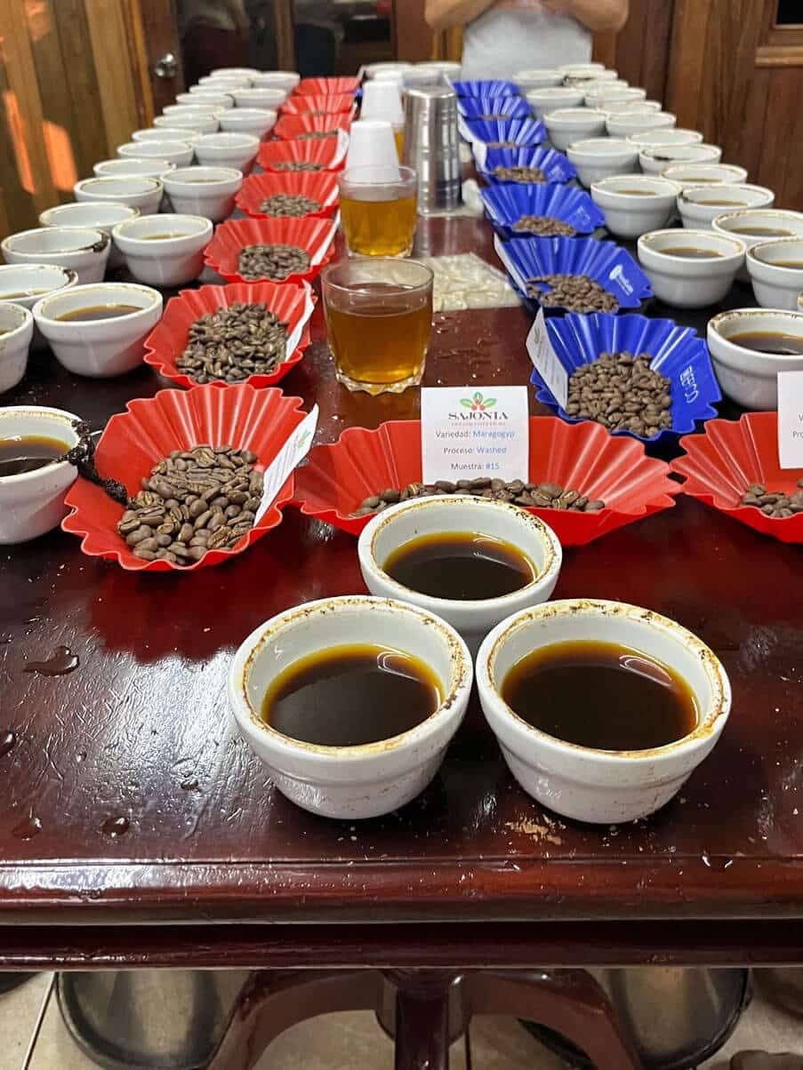Cupping in der Sajonia Estate