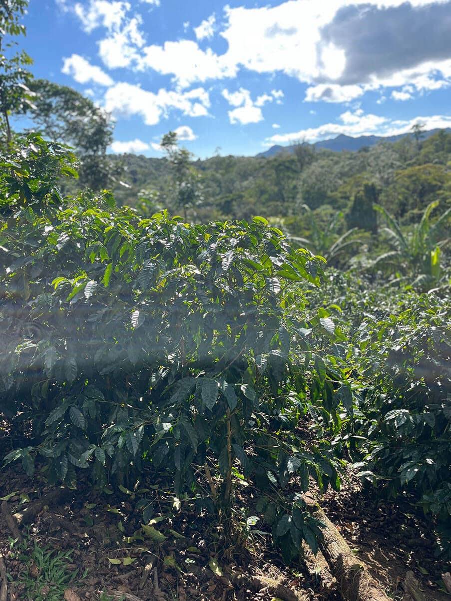 Arabicapflanzen der Finca Idealista