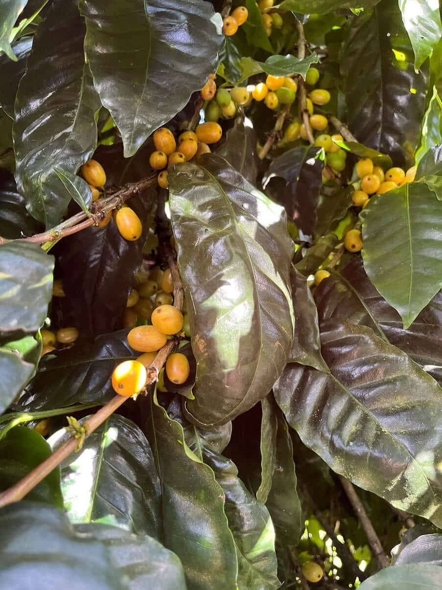 Gelbe Kaffeekischen der Finca Idealista