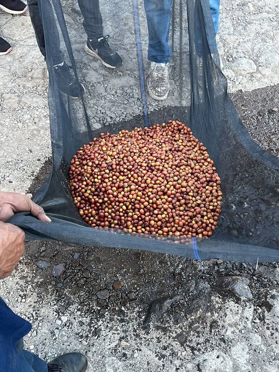 Kaffeekirschen nach der Fermentationsphase
