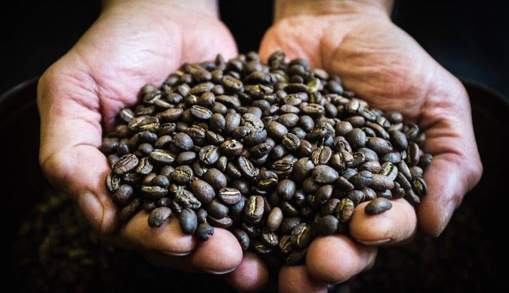 Zwei Hände halten geröstete Kaffeebohnen